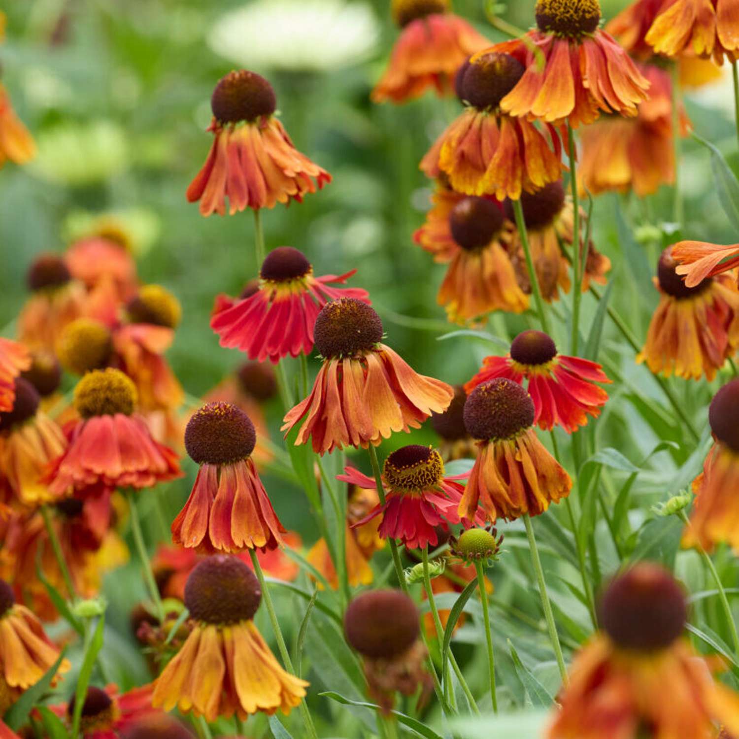 Syyshohdekukka 'Moerheim Beauty' (Helenium)